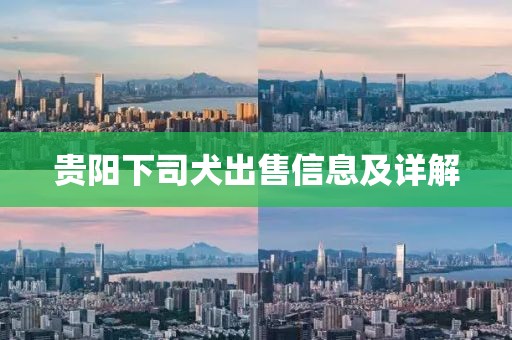 贵阳下司犬出售信息及详解