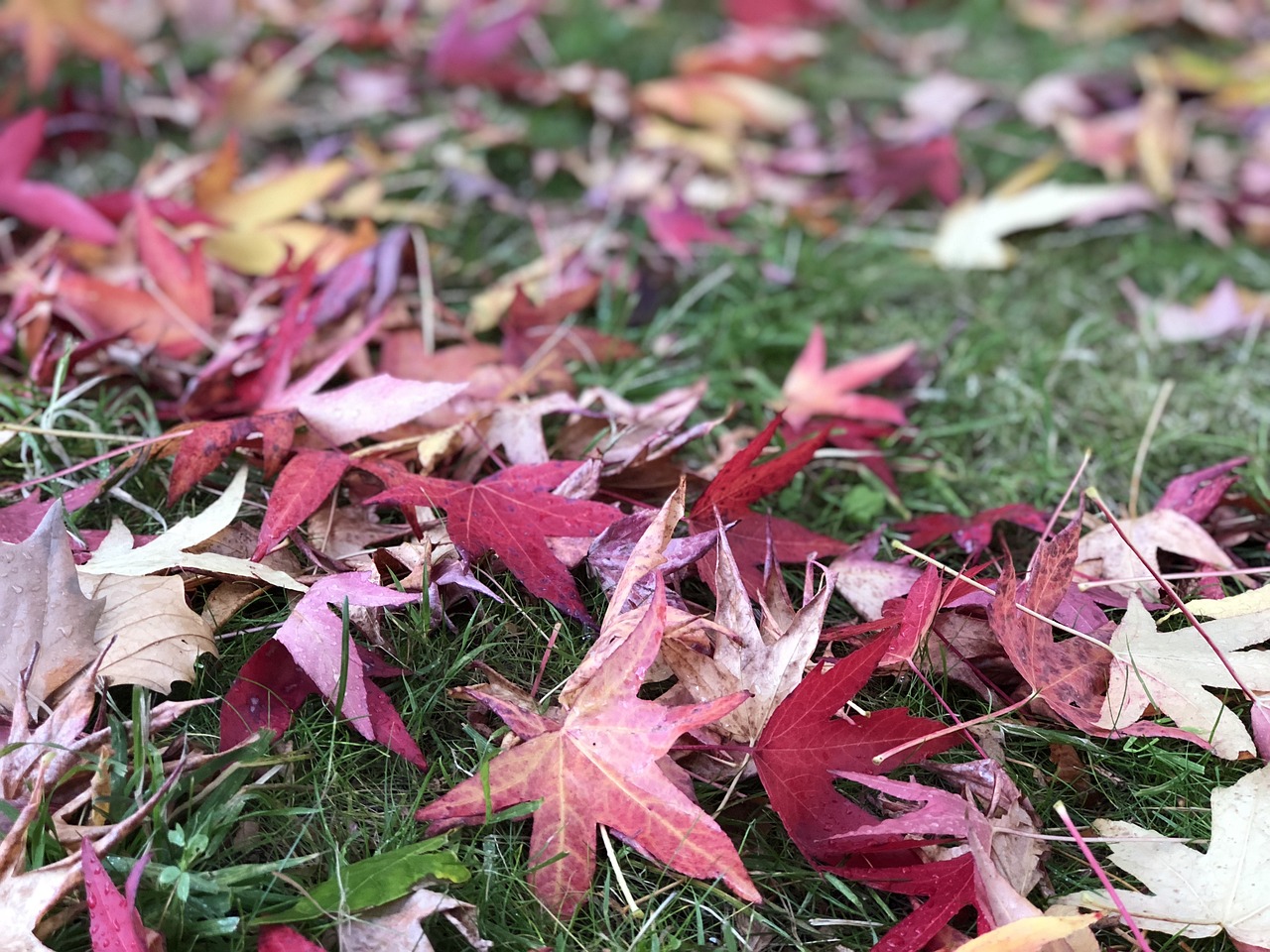 仙居杨梅尝鲜季节，几月份杨梅上市正当时？