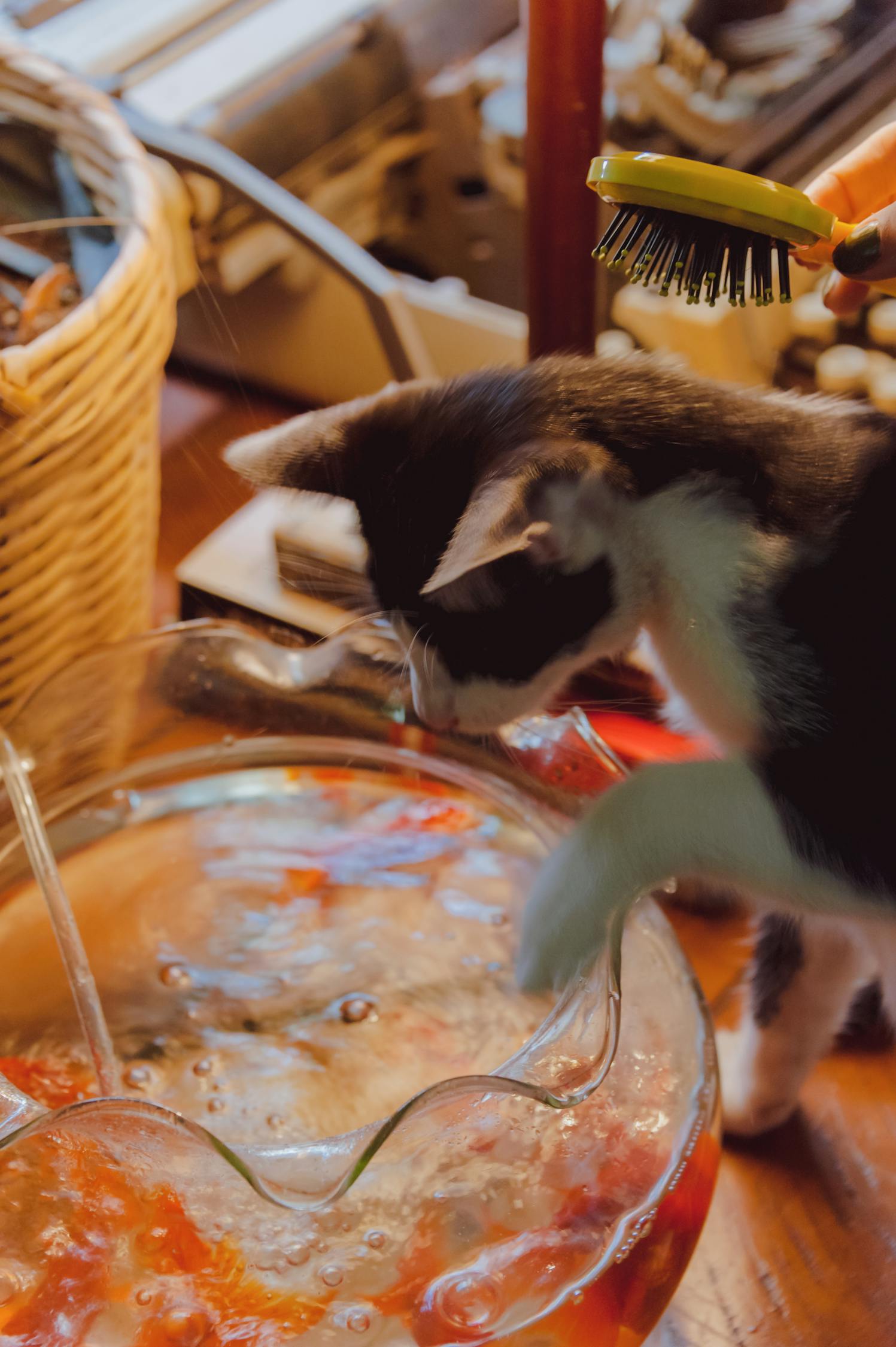 探索猫咪世界的最新动态，惊喜与魅力的交织