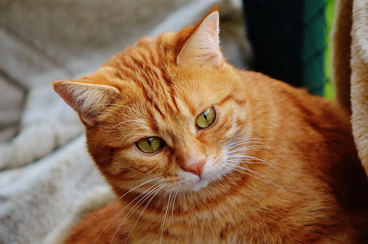 掌上猫猫最新版，猫咪爱好者的全新互动体验平台