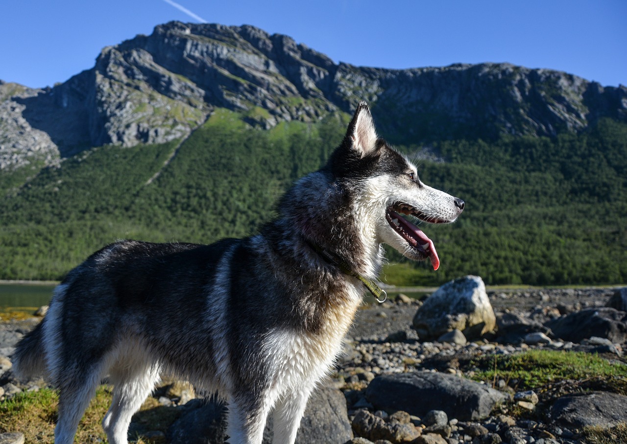 探索犬类生命的奇妙旅程，最新狗狗繁殖视频