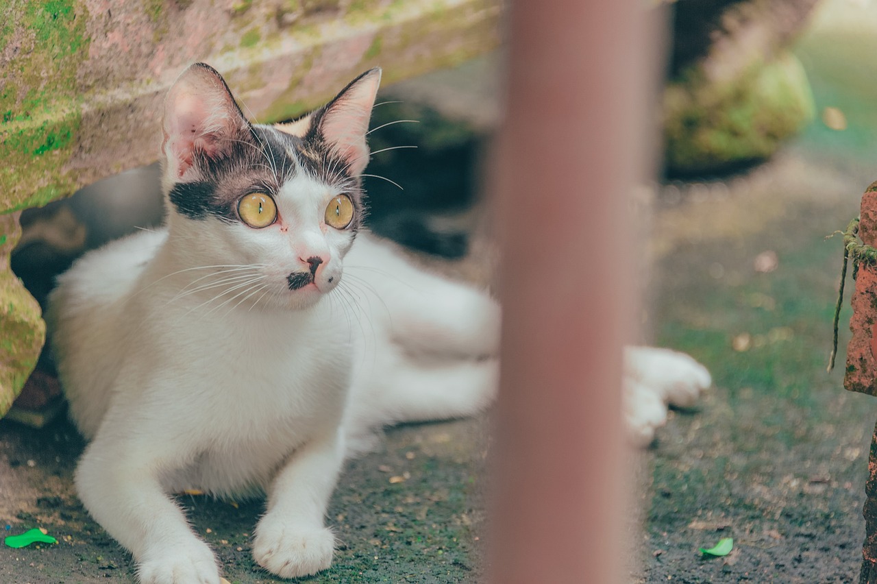 猫咪动漫壁纸，探索虚拟世界中的迷人猫魅力