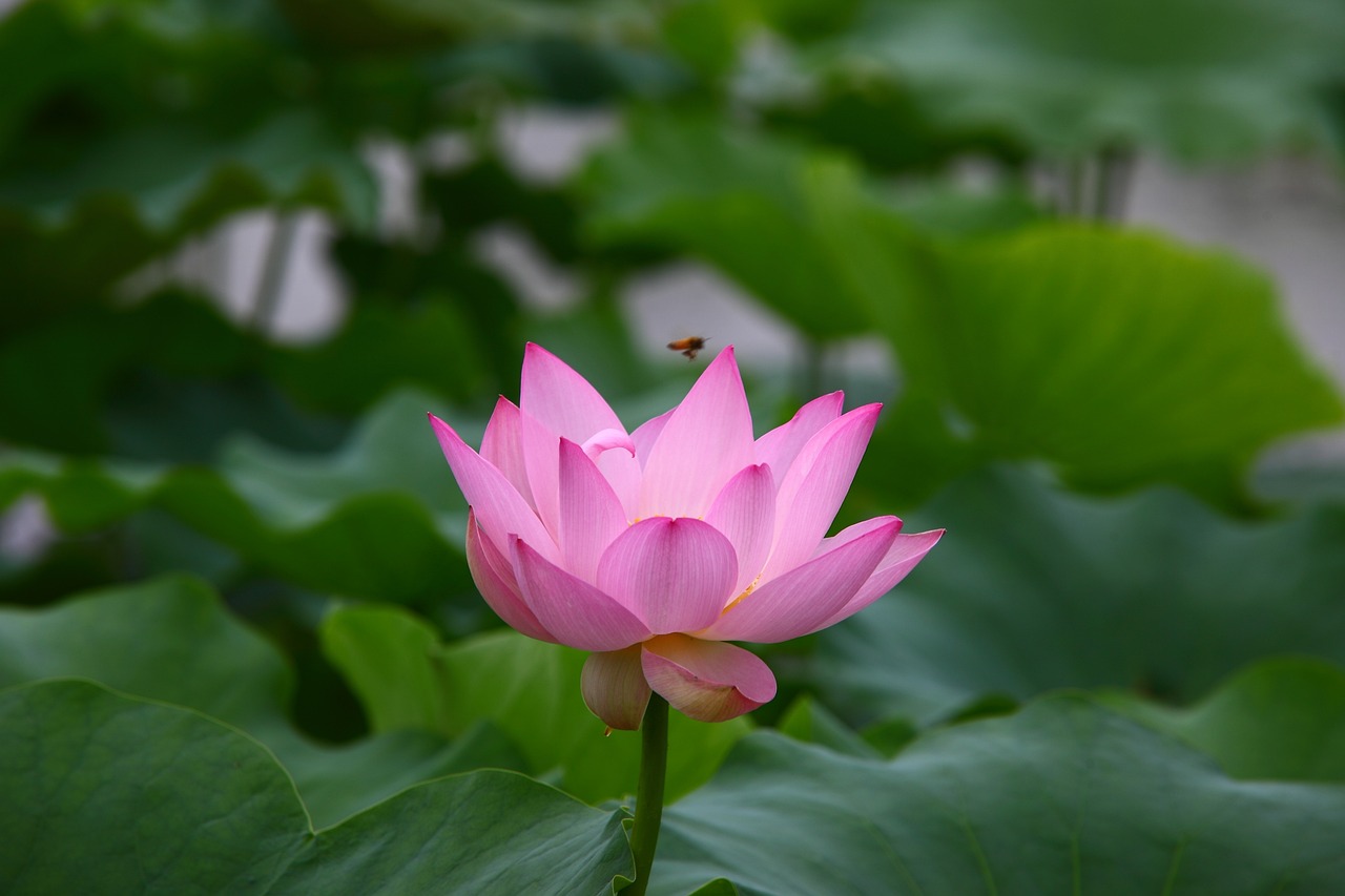 最新版早晨问候图，开启美好一天的温馨启航