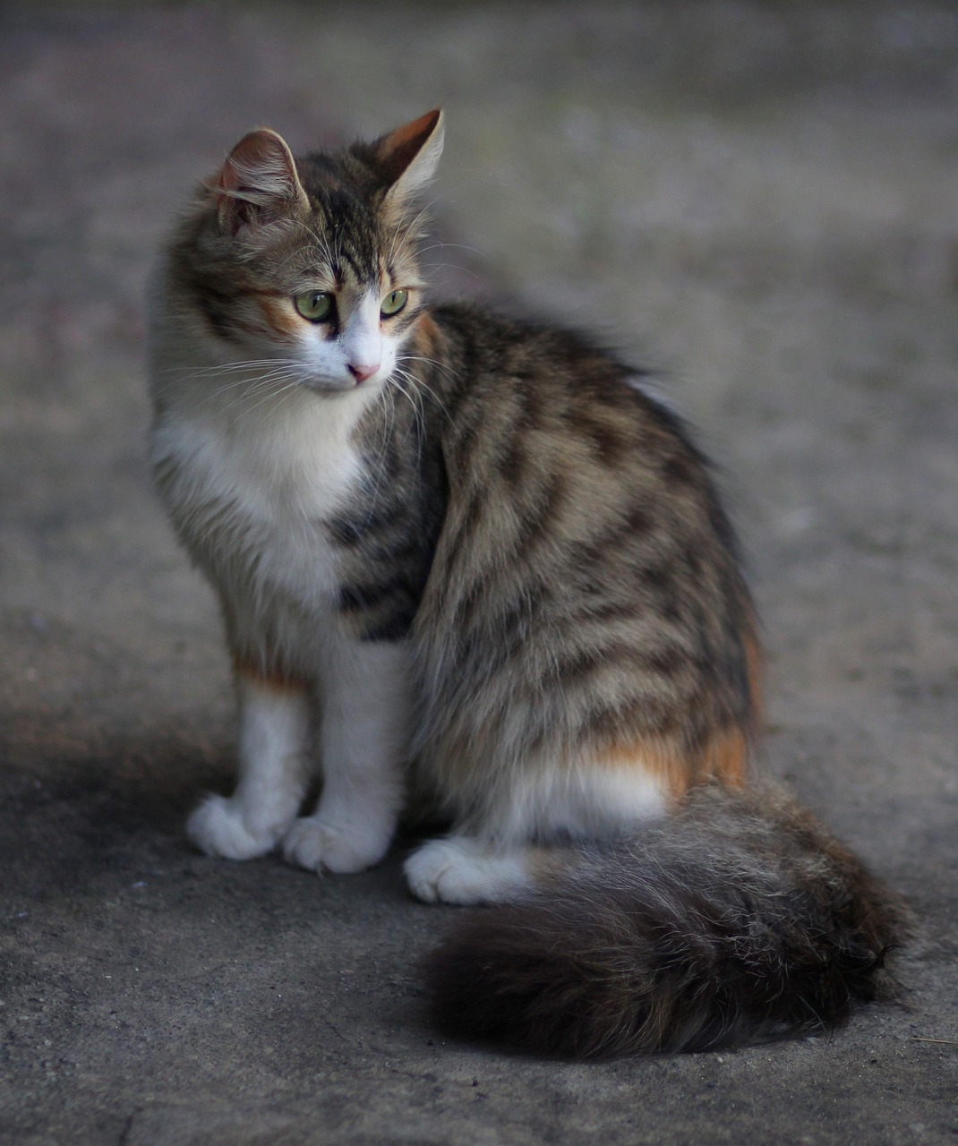 斗猫比赛，一场独特的竞技盛宴