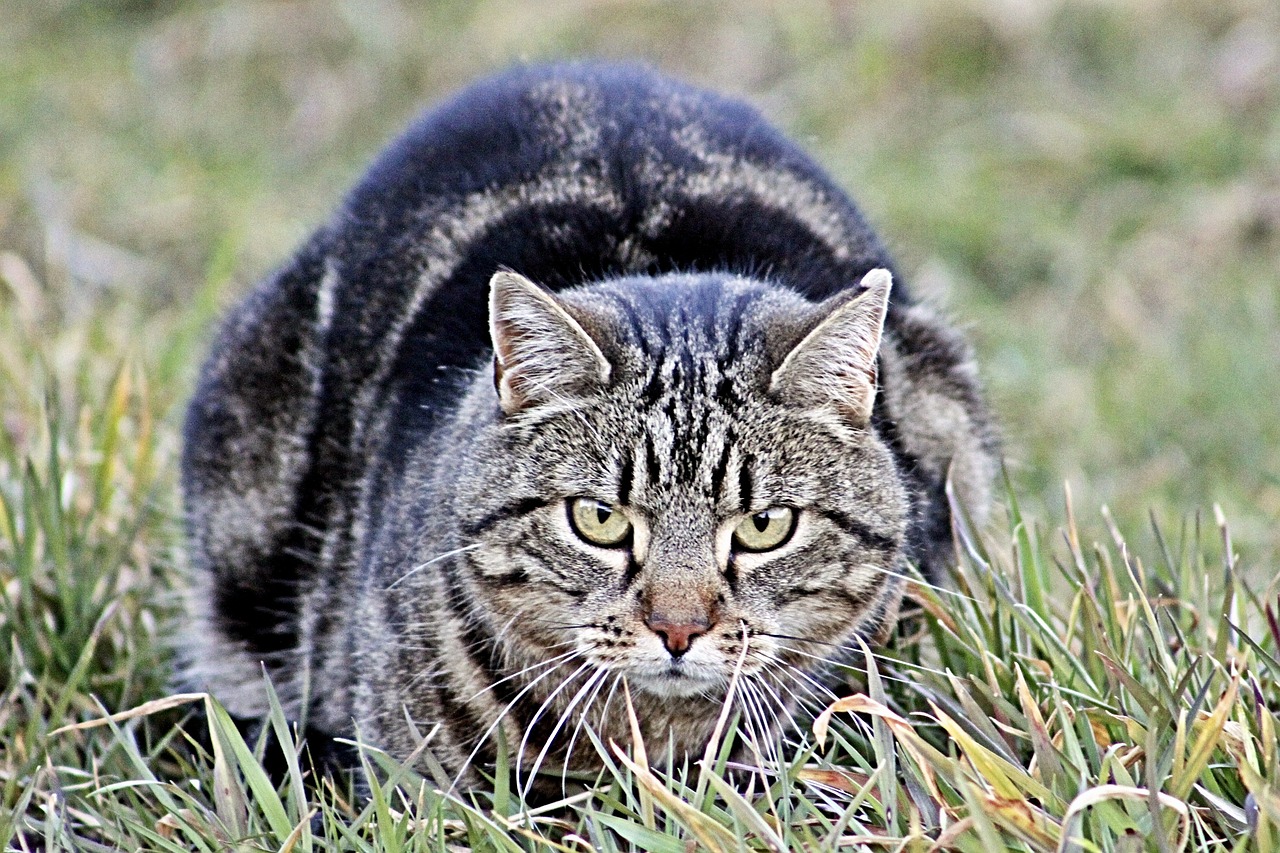 猫咪最新资讯网站，探索猫的世界，掌握最新动态资讯
