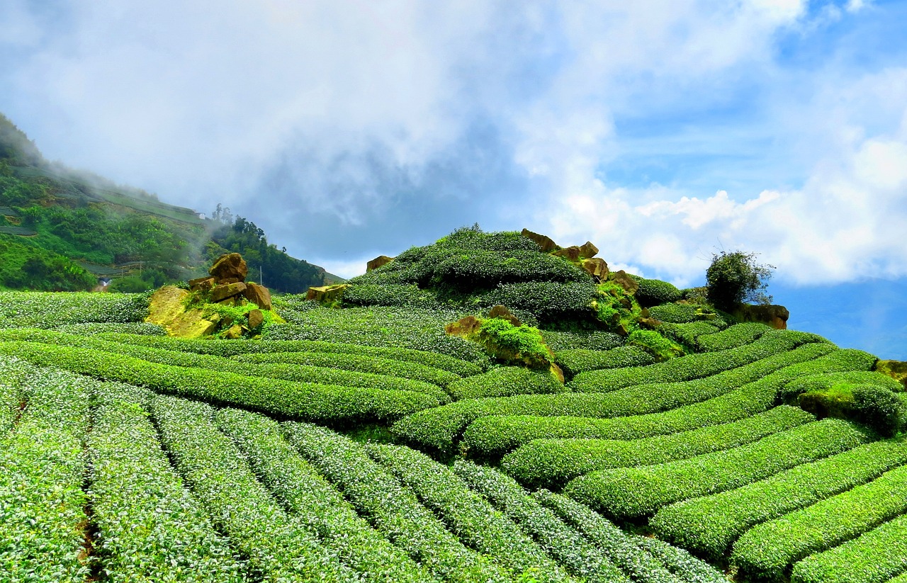 中国上市茶企引领茶叶市场迈入新时代