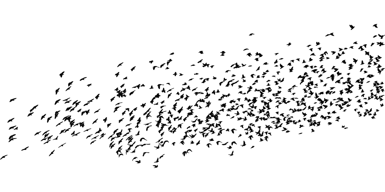 鸟炸天最新动态揭秘