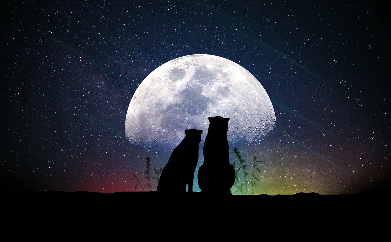 明星志愿3课程，探索艺术之路的明灯，开启明星之路的指引者