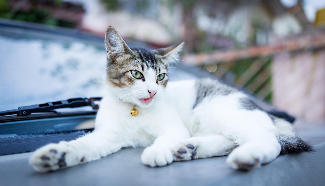 猫咪后院最新汉化版，探索虚拟猫世界的魅力之旅
