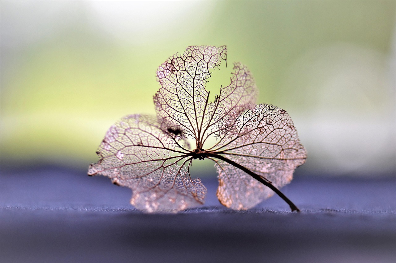 春菜花资讯，绽放的美丽与丰收的希望之探索