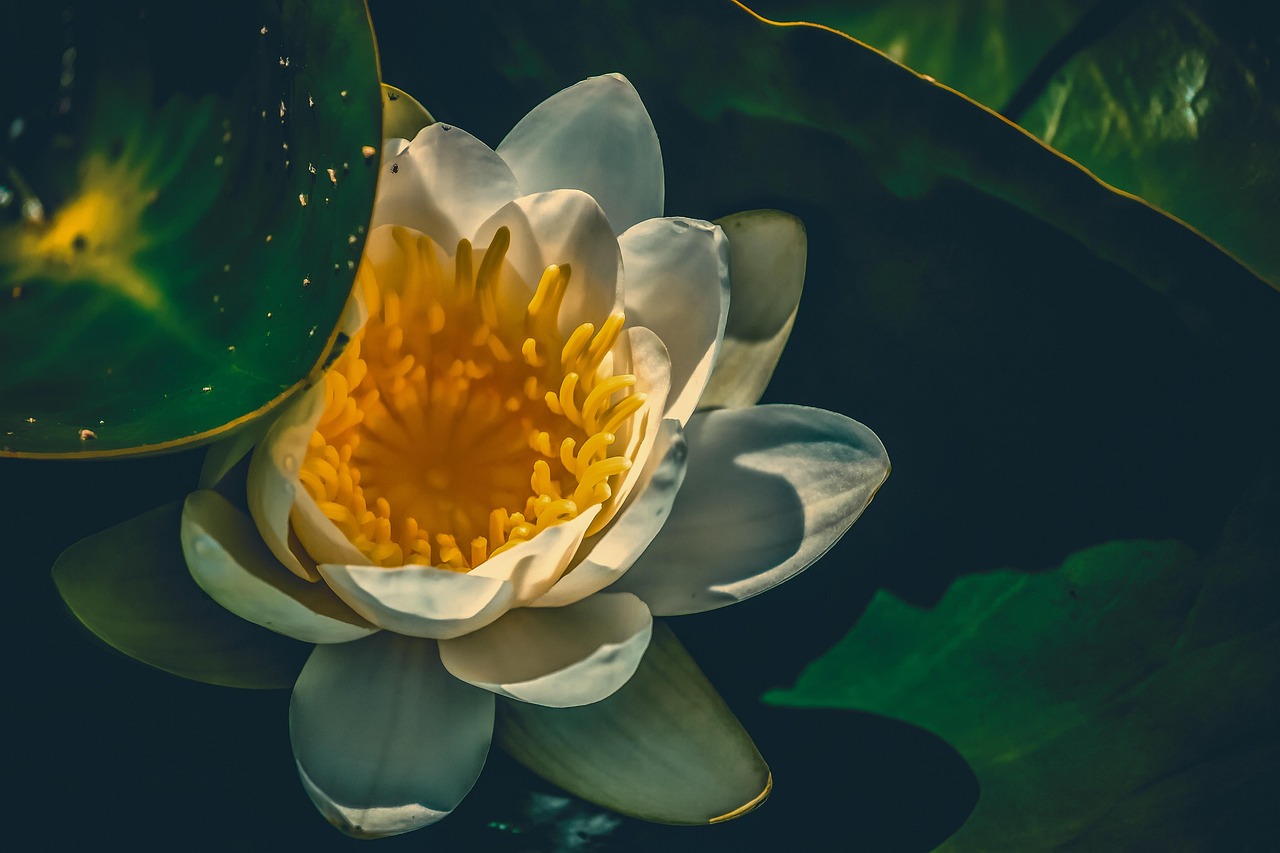 迎春花电影，光影中的难忘回忆