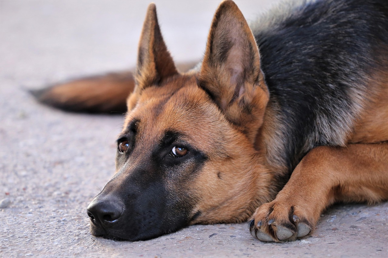德国牧羊犬比赛标准，探究德牧卓越品质的秘密