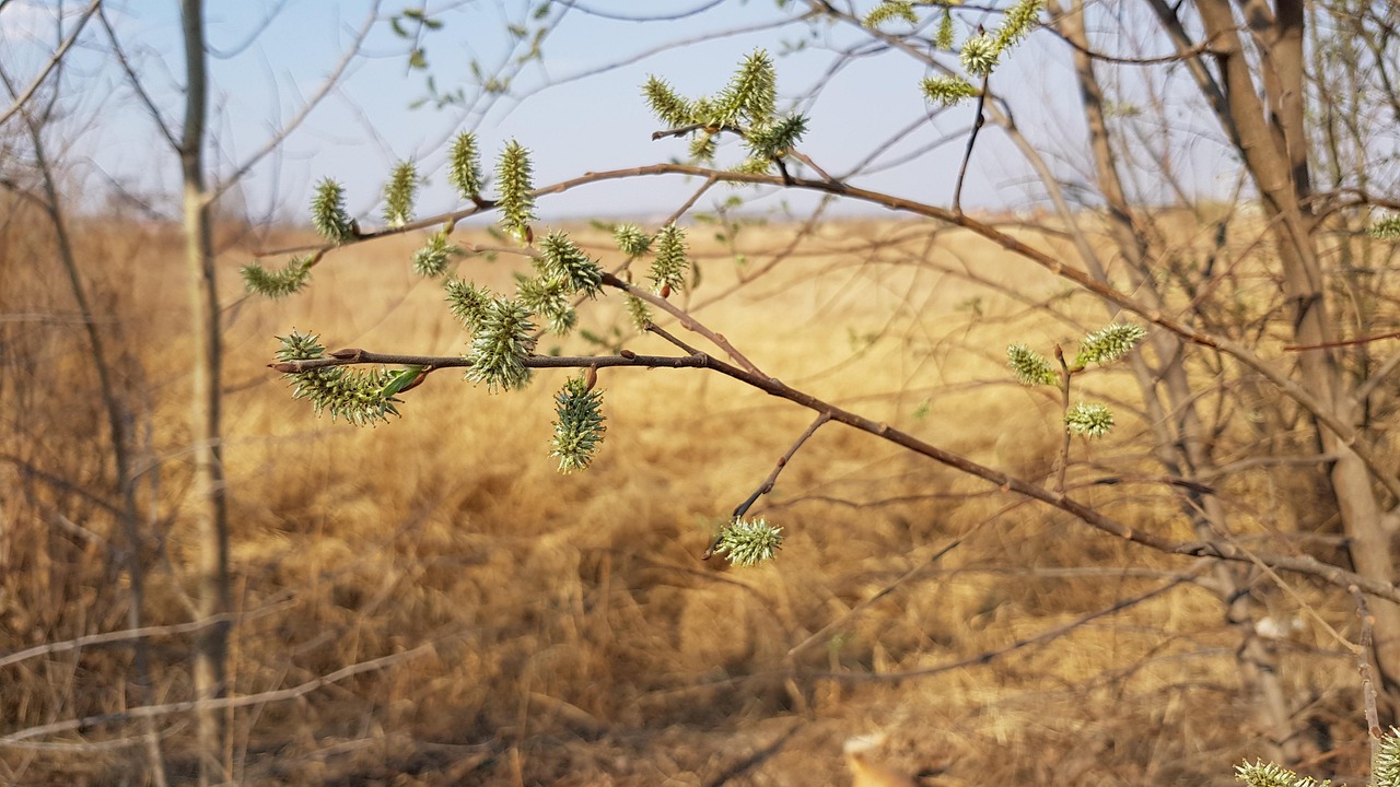 荞麦的蜕变，从田野到餐桌的最新景象