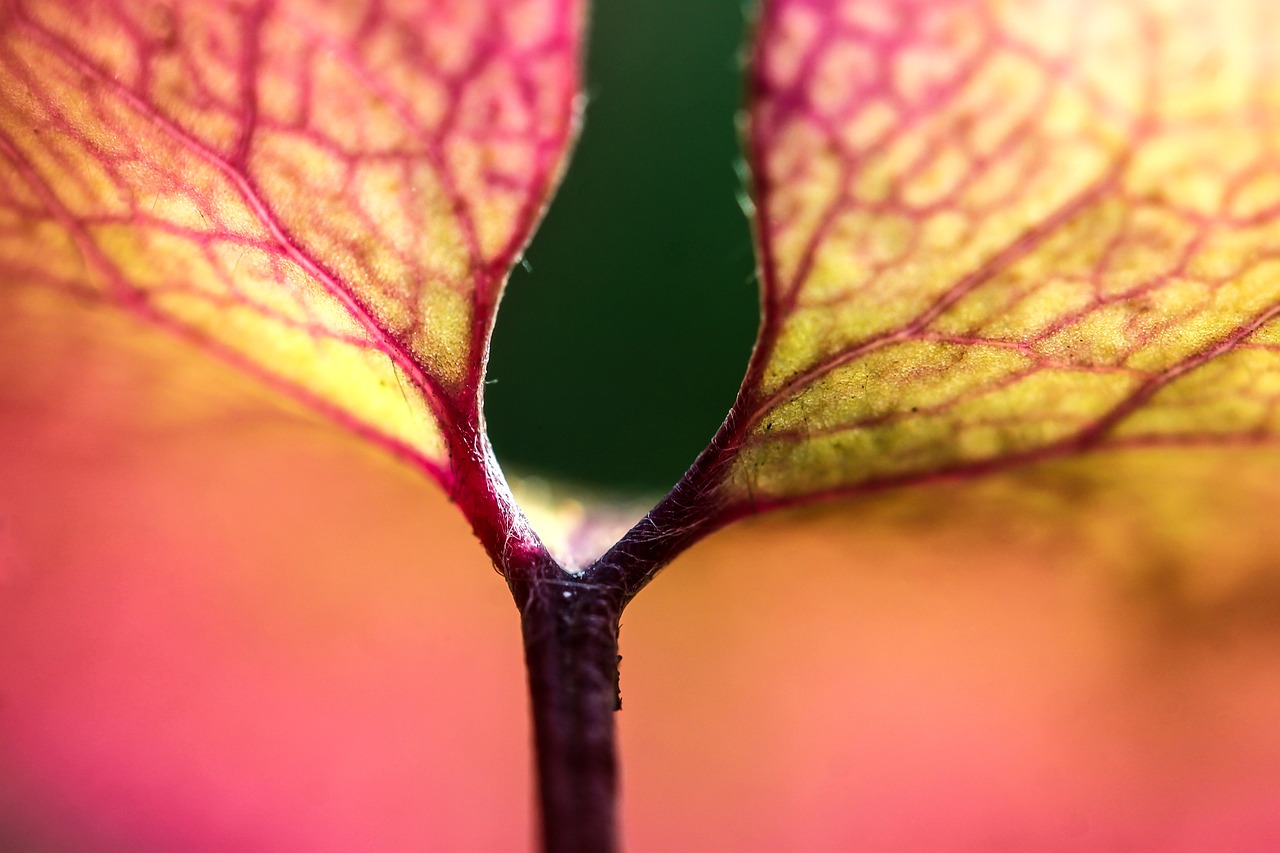 探索神奇生物，最新蜈蚣资讯揭秘未知世界