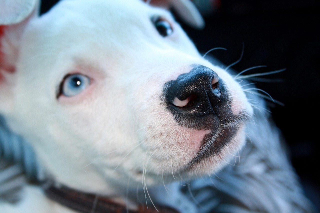 国内比特犬经典赛事，热血竞技，展现犬界精英风采