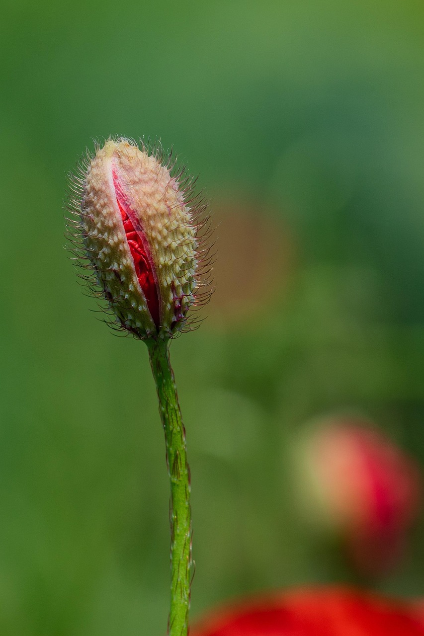 探索绿色瑰宝，2019最新经典植物风采展示