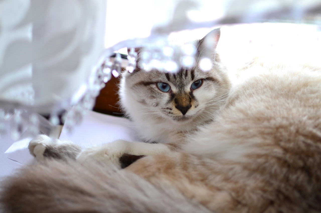 探索猫咪魅力世界的最新猫题材动漫大作！